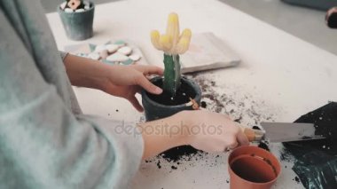 Repotting ve kaktüs serisi dikkat çekici