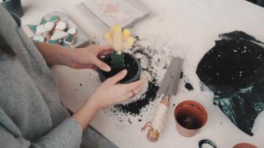 Repotting ve kaktüs serisi dikkat çekici