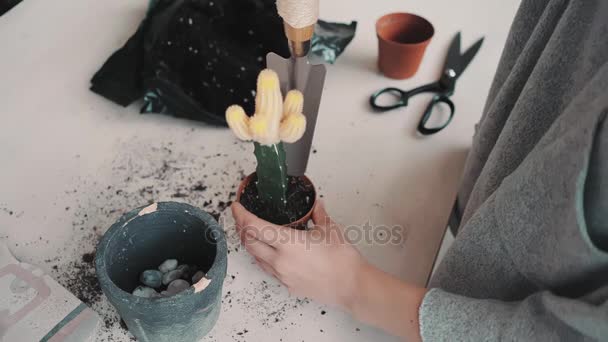 Verpotten en verzorgen van cactus serie — Stockvideo