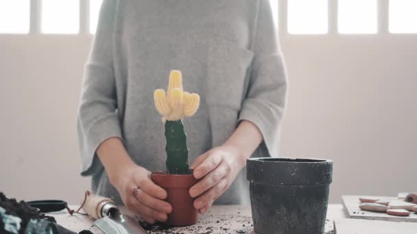 Omplanteringen och ta hand om cactus-serien — Stockvideo
