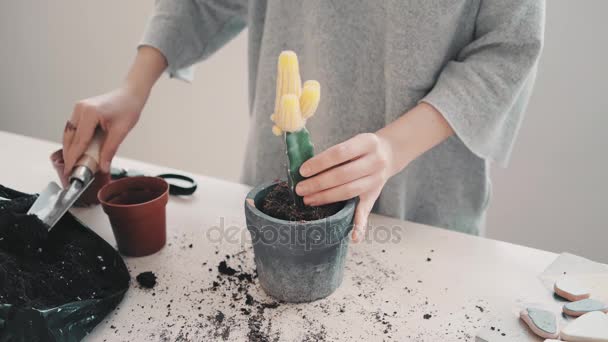 Omplanteringen och ta hand om cactus-serien — Stockvideo