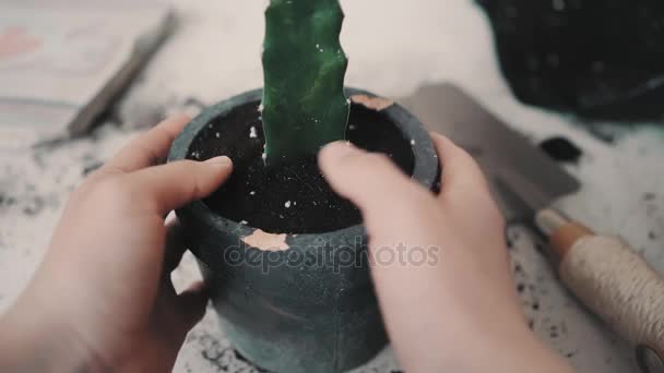 Replantado y cuidado de cactus serie — Vídeo de stock