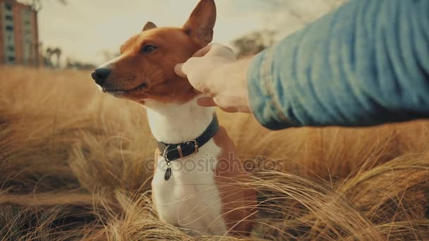 Friendship dog and his owner — Stock Footage Friendship dog and his owner Stock Video