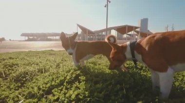Parkta sevimli köpek yürüyüş