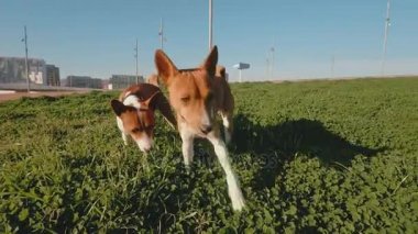 Parkta sevimli köpek yürüyüş