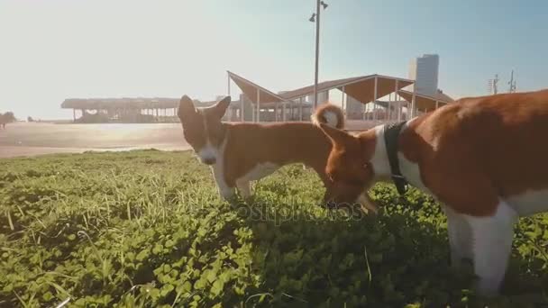 Милые собаки гуляют в парке — стоковое видео