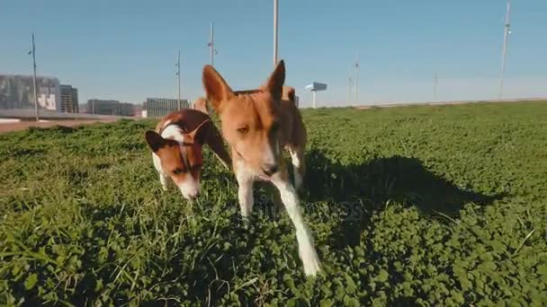 Lindos perros pasean en el parque — Vídeos de Stock