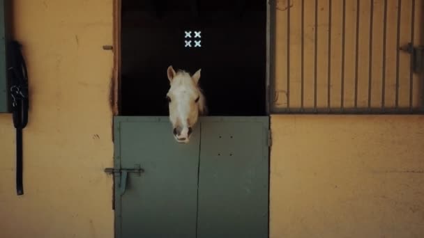 Besuch auf dem Pferdehof — Stockvideo