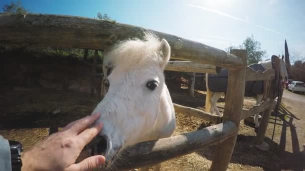 Besuch auf dem Pferdehof — Stockvideo