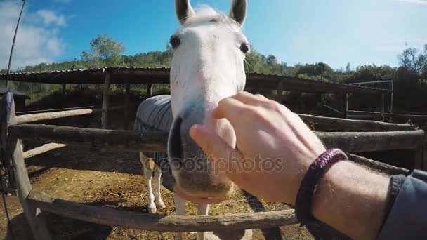 Conjunto de fazenda de cavalos visitante — Vídeo de Stock