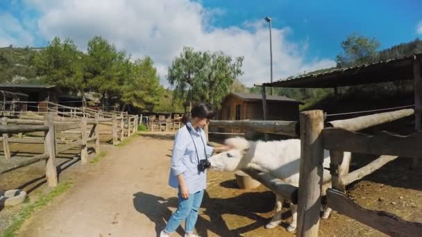 Visitante caballo granja conjunto — Vídeo de stock