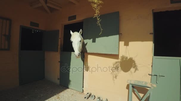 Conjunto de fazenda de cavalos visitante — Vídeo de Stock