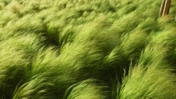 Herbe haute se déplaçant dans le vent — Video