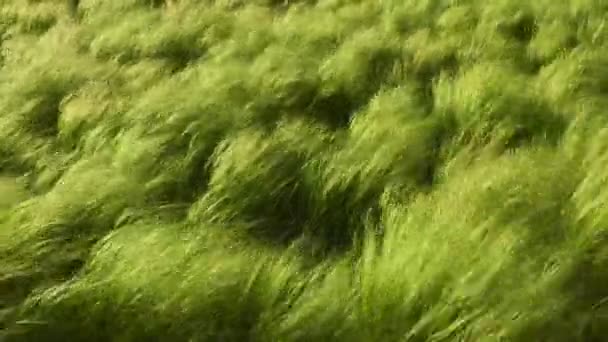 Herbe haute se déplaçant dans le vent — Video