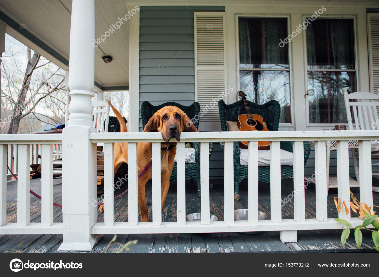 Pet dog waits for owner on porch — Stock Photo © derepente 153779212
