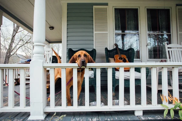 Cão de estimação espera pelo proprietário na varanda — Fotografia de Stock