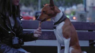 Sahibi onun esnaf dondurma ile onun dowg twilight anda hisse