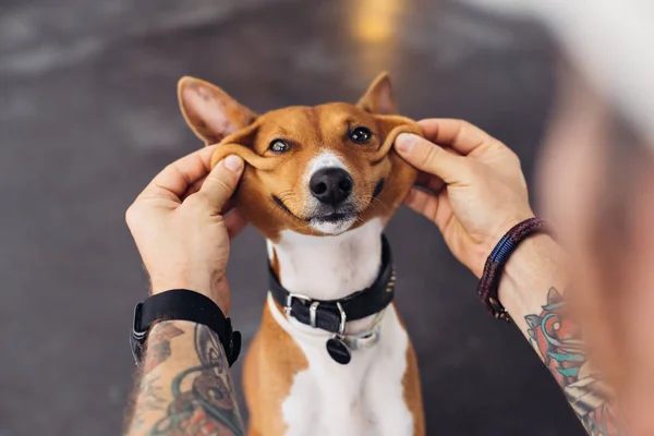 POV do dono do cão brincando com seu animal de estimação — Fotografia de Stock