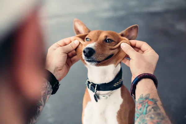 POV of dog owner playing with his pet — Stock Photo, Image