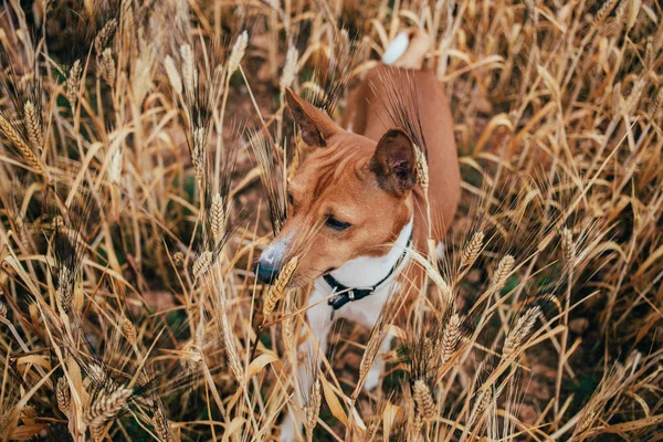 Filhote de cachorro andando no campo de trigo — Fotografia de Stock