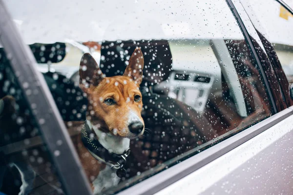 Trauriger Hund wartet im Auto — Stockfoto