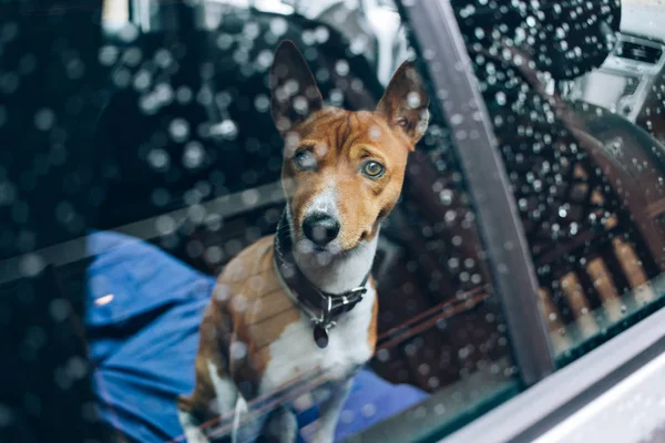 Sad dog waiting in car — Stock Photo, Image