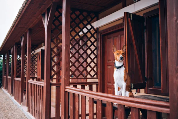 Cute dog waiting for owner in camping — Stock Photo, Image