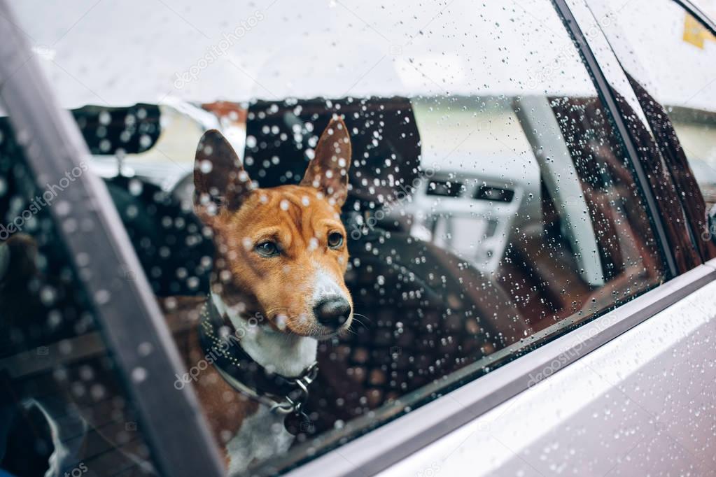 Sad dog waiting in car