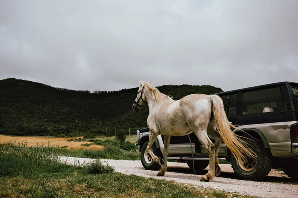 Homem transportando cavalo com carro — Fotografia de Stock