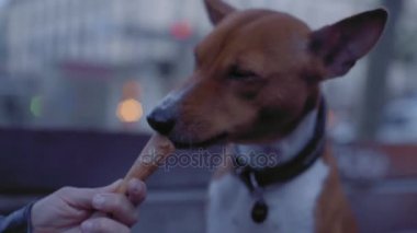 Alçaklık köpek dondurma bankta yiyor.