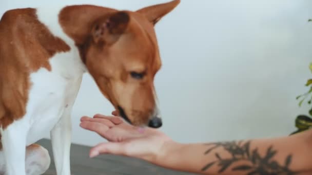 Cão bonito come um lanche — Vídeo de Stock