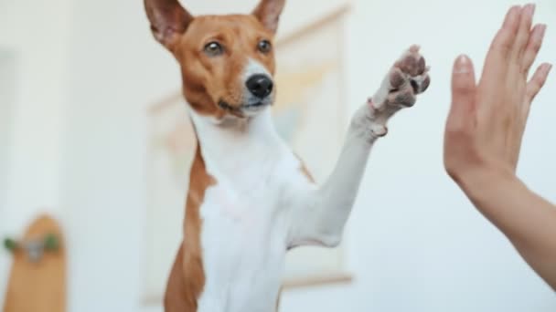 Bonito cachorrinho engraçado dá alta cinco — Vídeo de Stock