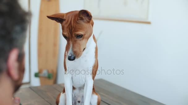 Bonito cachorrinho engraçado dá alta cinco — Vídeo de Stock