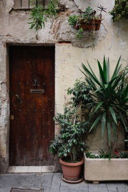 Bitkiler cephe üzerinde