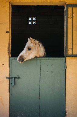 caballo en Rancho