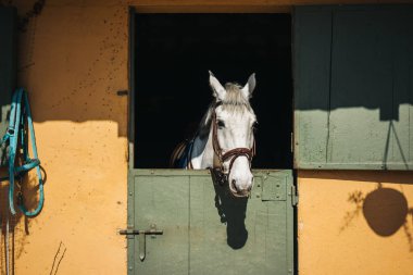 caballo en Rancho