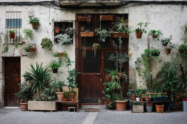 Plants on facade — Stock Photo, Image