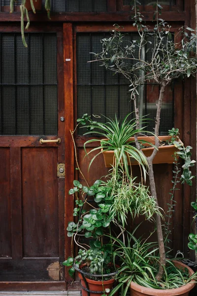 ファサードの植物 — ストック写真