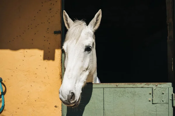 Caballo en Rancho — Stok fotoğraf