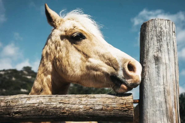 Hest oven på ranch - Stock-foto