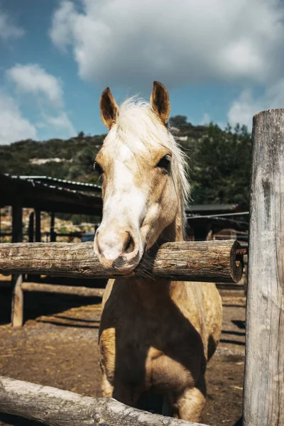 Hest oven på ranch - Stock-foto