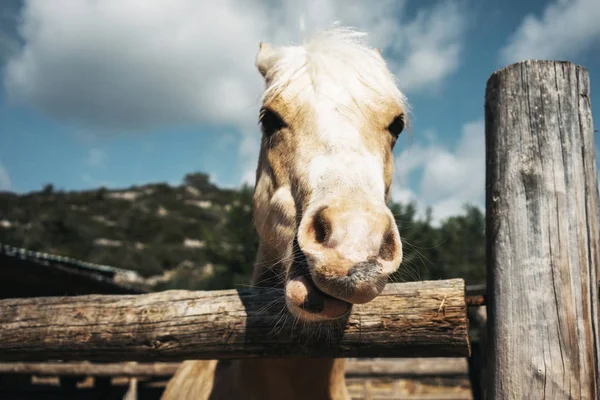 Hest oven på ranch - Stock-foto