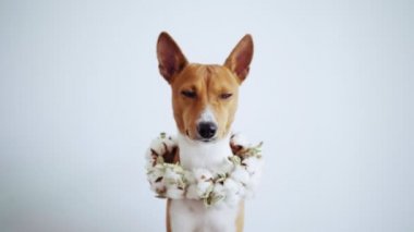 Çiçek çelenk içinde şirin kahverengi köpek kameraya benziyor