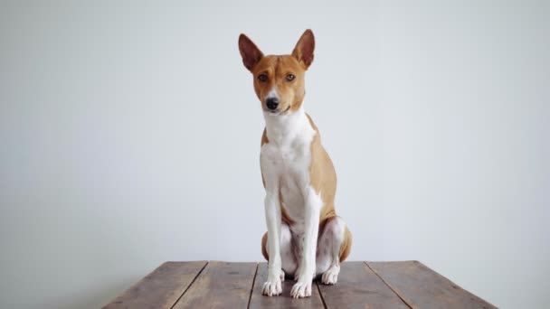 Roztomilý a opuštěné štěně na bílé stěně pozadí — Stock video