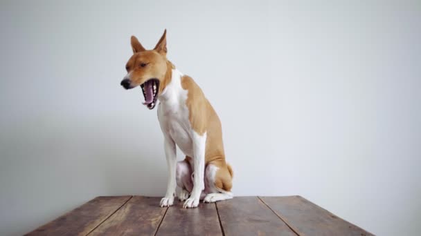 Roztomilý a opuštěné štěně na bílé stěně pozadí — Stock video