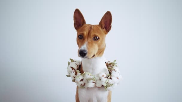 Netter brauner Hund im Blumenkranz blickt in die Kamera — Stockvideo