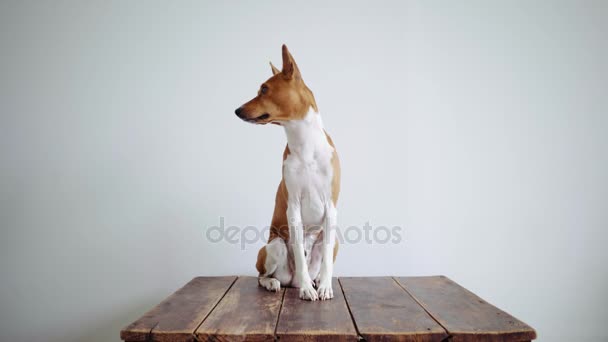 Beyaz duvar arka plan üzerinde yalnız ve sevimli köpek yavrusu — Stok video
