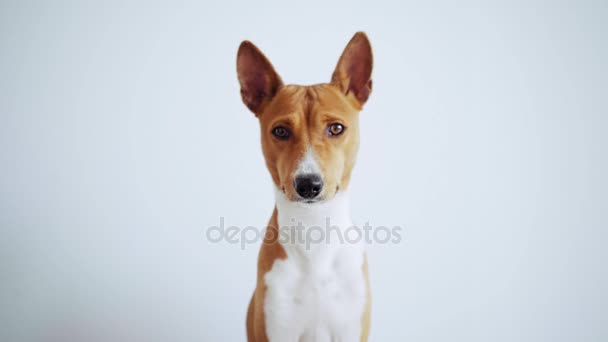 Lindo y solitario cachorro sobre fondo de pared blanco — Vídeos de Stock