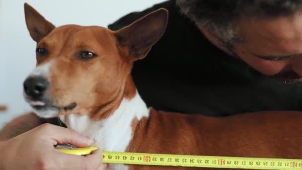 Propriétaire d'animal mesure chien avec règle — Video