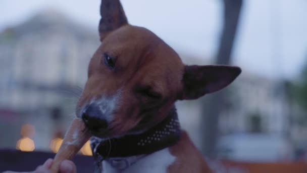 Cão marrom engraçado come um cone de sorvete — Vídeo de Stock